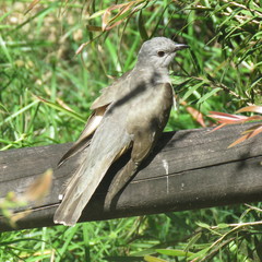 Cacomantis variolosus