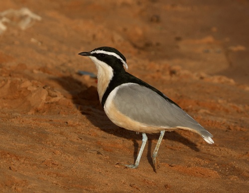 Pluvial (Pluvianus aegyptius)