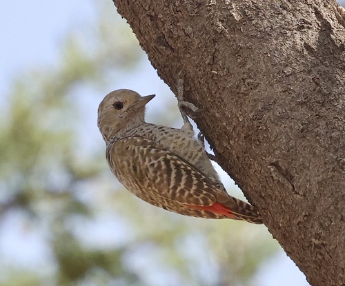 Little Grey Woodpecker (Dendropicos elachus)