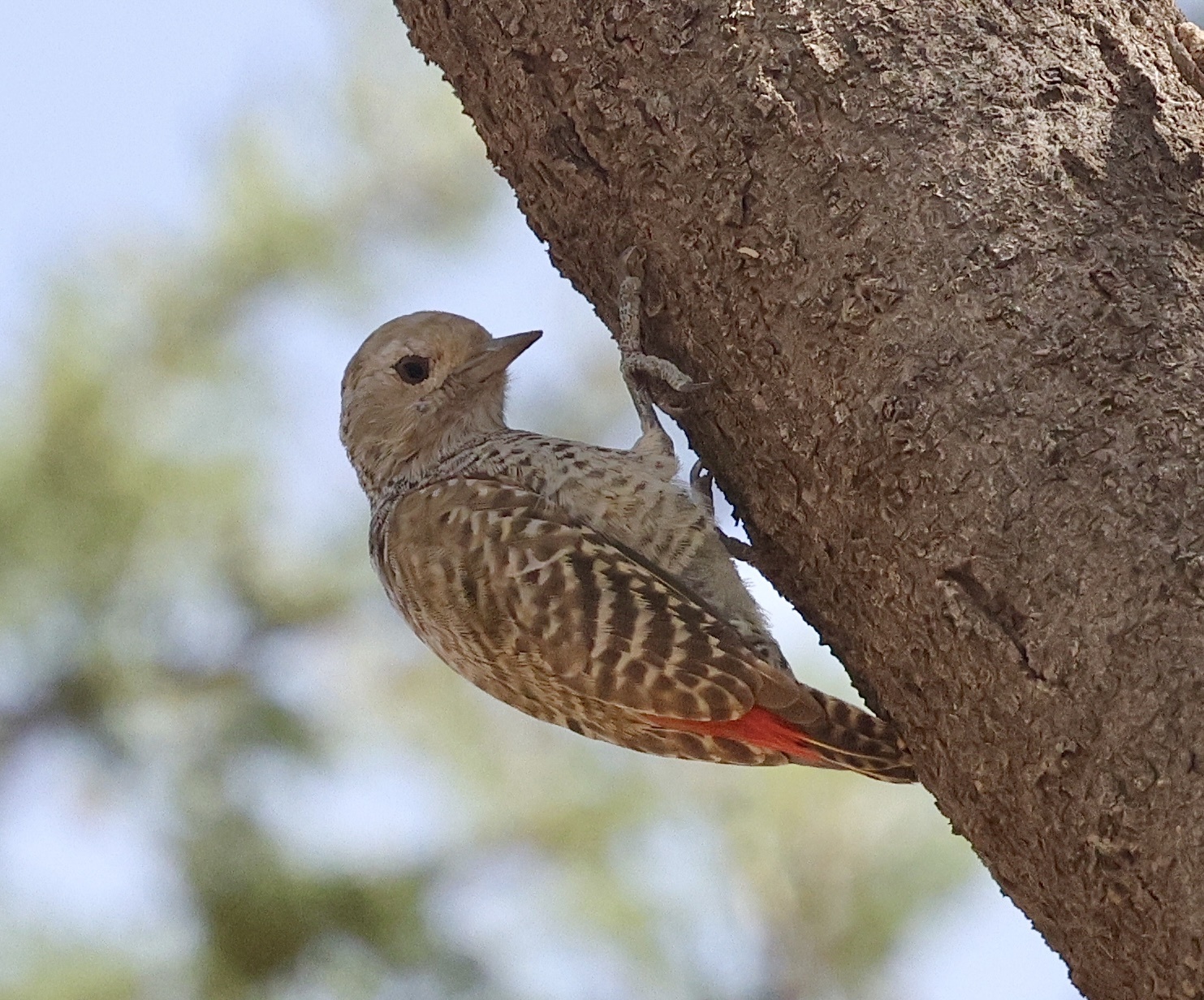 Little Grey Woodpecker (Dendropicos elachus), photo 1