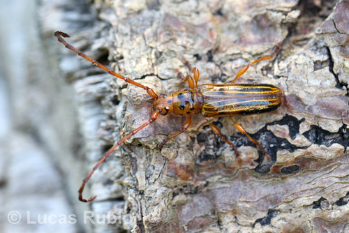 Trachelissa maculicollis
