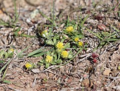Triptilodiscus pygmaeus