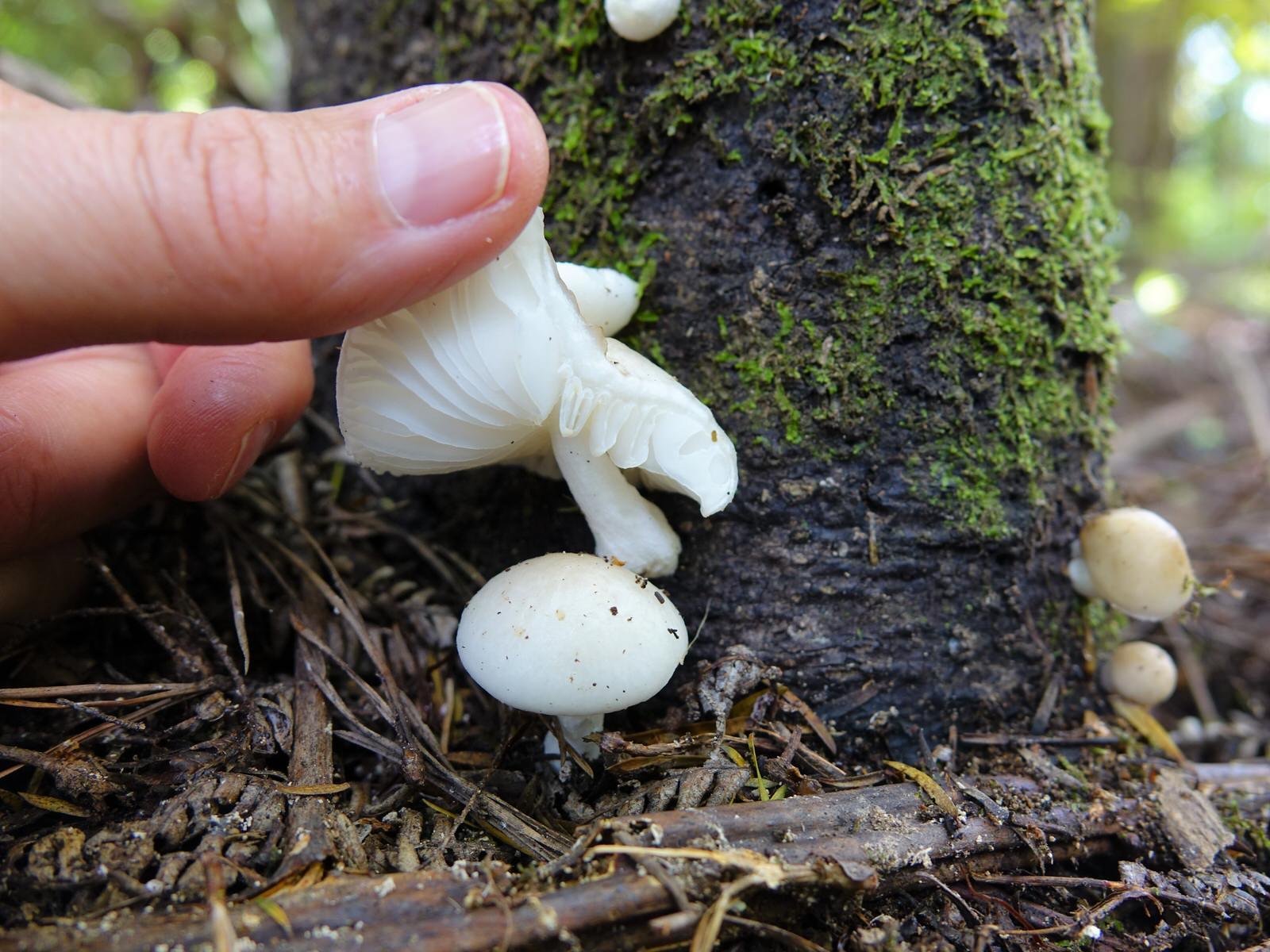 Oudemansiella australis image