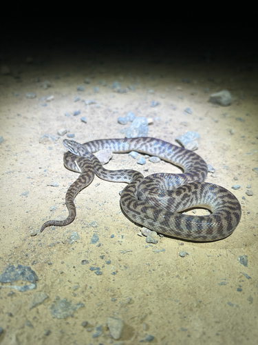 Spotted Python sighting