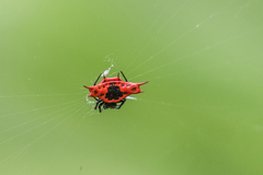 Gasteracantha signifera