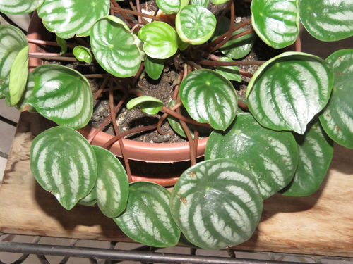Watermelon Peperomia