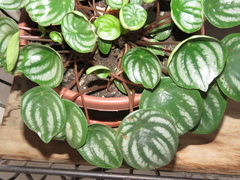 Peperomia argyreia