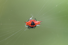 Gasteracantha signifera