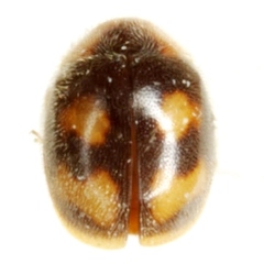 Diomus pseudotaedatus