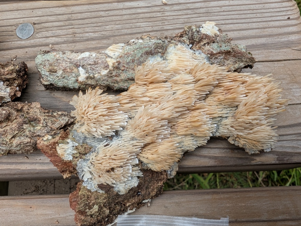Radulomyces copelandii · October 2025 · photo: © atsushi_nakajima_cirque (iNaturalist, cc-by)
