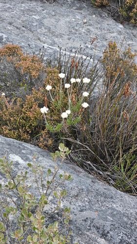 Northern Paperposy (Anaxeton arborescens)