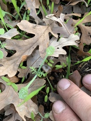 Pholistoma membranaceum