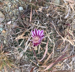 Echinofossulocactus zacatecasensis