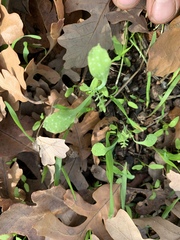 Pholistoma membranaceum