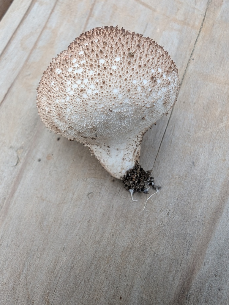 Lycoperdon perlatum · October 2025 · photo: © atsushi_nakajima_cirque (iNaturalist, cc-by)