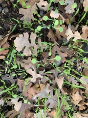 Pholistoma membranaceum