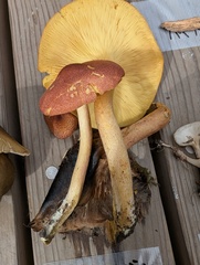 ミヤマサマツモドキ