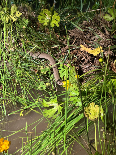 Grey Snake sighting