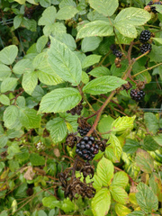 Rubus dasyphyllus