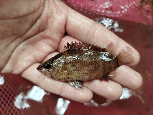 Bornean leaffish (Nandus nebulosus) — Nandidae — 2