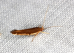 Glaphyristis marmarea