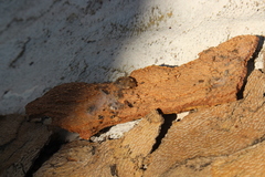 Sciocoris sideritidis