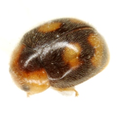 Diomus pseudotaedatus