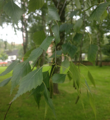 Betula pendula