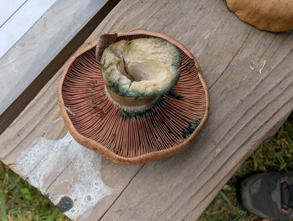 Lactarius hatsudake