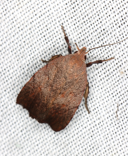 Tortricopsis semijunctella