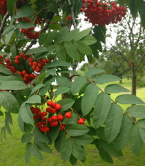 Sorbus aucuparia