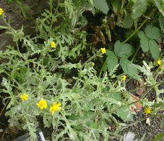 Senecio viscosus