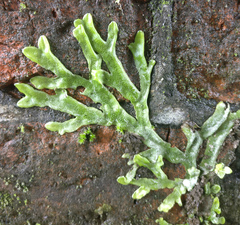 Conocephalum conicum