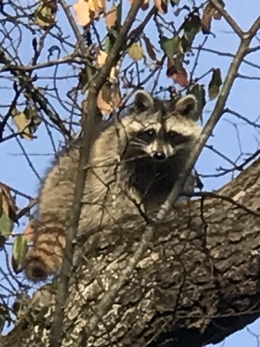 Common Raccoon photographed in Tennessee