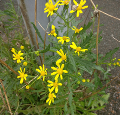Senecio squalidus