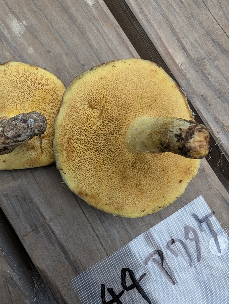 Suillus granulatus · October 2025 · photo: © atsushi_nakajima_cirque (iNaturalist, cc-by)
