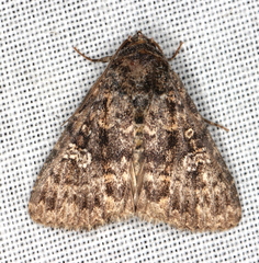 Condica aroana