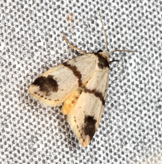 Thallarcha sparsana