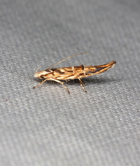 Trachydora chrysodoxa