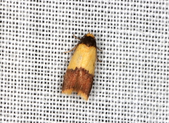 Heteroteucha kershawi