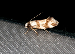 Isomoralla gephyrota