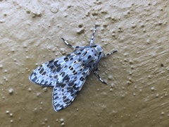 Eucereon myrina