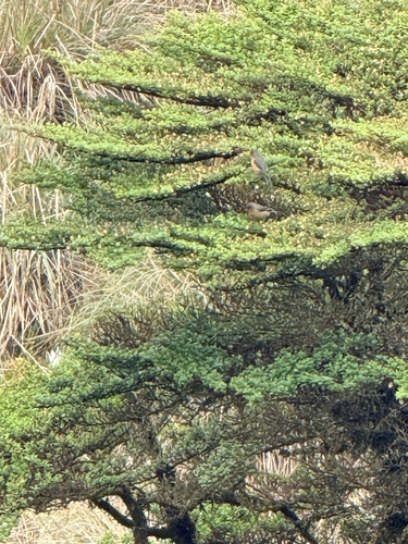 Rufous-browed Conebill (Conirostrum rufum), photo 4