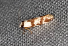 Palimmeces variegata