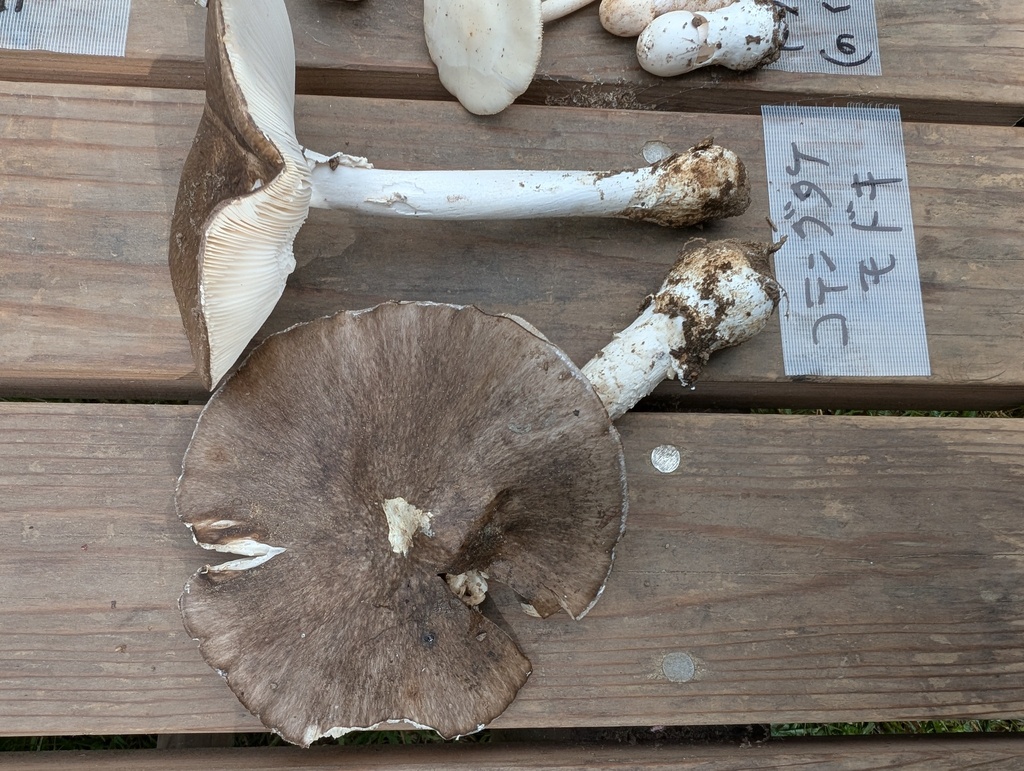 Amanita pseudoporphyria · October 2025 · photo: © atsushi_nakajima_cirque (iNaturalist, cc-by)