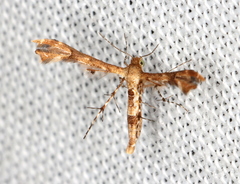 Nippoptilia cinctipedalis