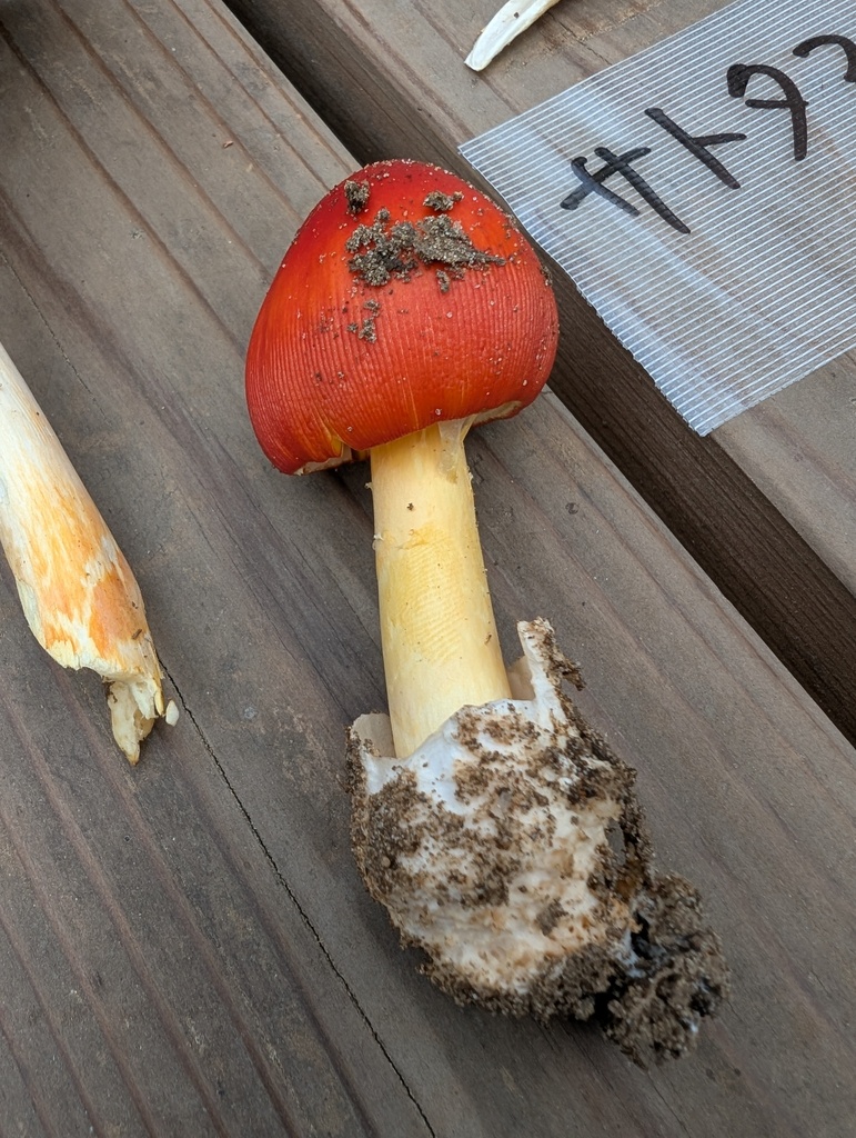 Amanita caesareoides · October 2025 · photo: © atsushi_nakajima_cirque (iNaturalist, cc-by)