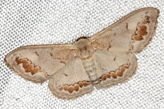 Dithalama cosmospila