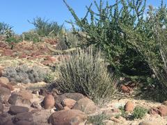 Euphorbia ceroderma