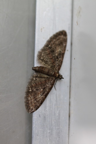 Brindled Pug, photo 2 of 10